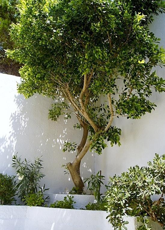 Idroussa Apartamento Batsi  Exterior foto